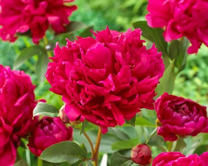 [113757] Paeonia lact. Red Magic Pot C5Litres