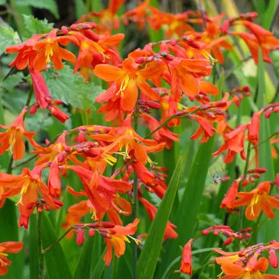 Crocosmia Carmine Brillant Pot C2L