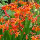 Crocosmia Carmine Brillant Pot C2L
