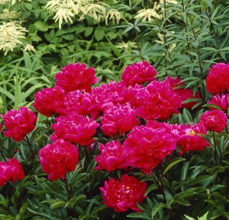 Paeonia lactiflora Karl Rosenfield Pot P12-17 ** Rouge parfumée **