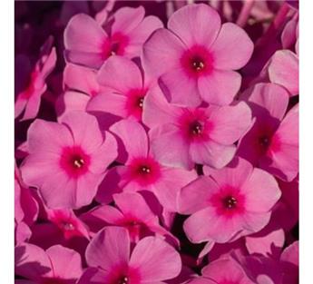 Phlox paniculata Famous Light Purple Pot 17 cm