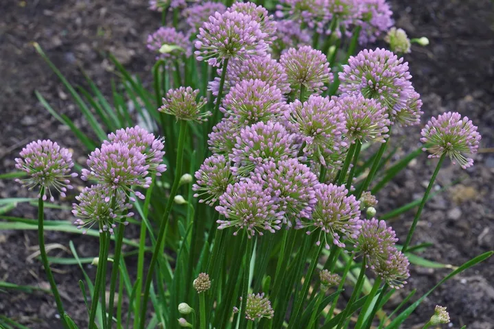 Allium millenium Pot P19 cm. Résiste à la sécheresse. Répulsif naturel gibier **