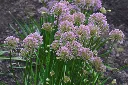 Allium millenium Pot P19 cm. Résiste à la sécheresse. Répulsif naturel gibier **