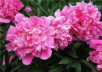 [144409] Paeonia lactiflora Bouquet Parfait Pot C2.5Litres ** Pivoine **