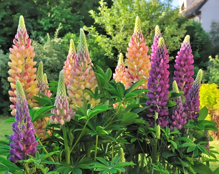 [108862] Lupinus Mix Pot P19