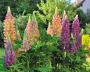Lupinus Mix Pot P19