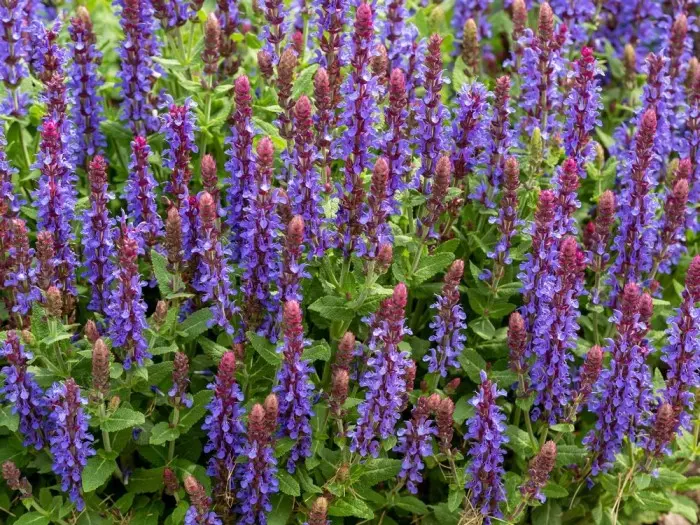 Salvia nemerosa Sensation Blue ® Pot C2Litres
