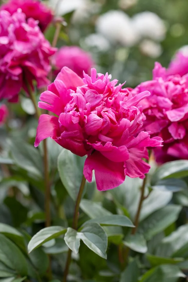 Paeonia lactiflora Red Sarah Bernhard Pot C5
