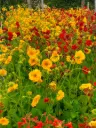 Geum chiloense mix varié Pot P17cm