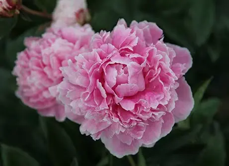 [103076] Paeonia lactiflora Alexander Fleming Pot P15-17 cm ** Pivoine rose Parfumée **