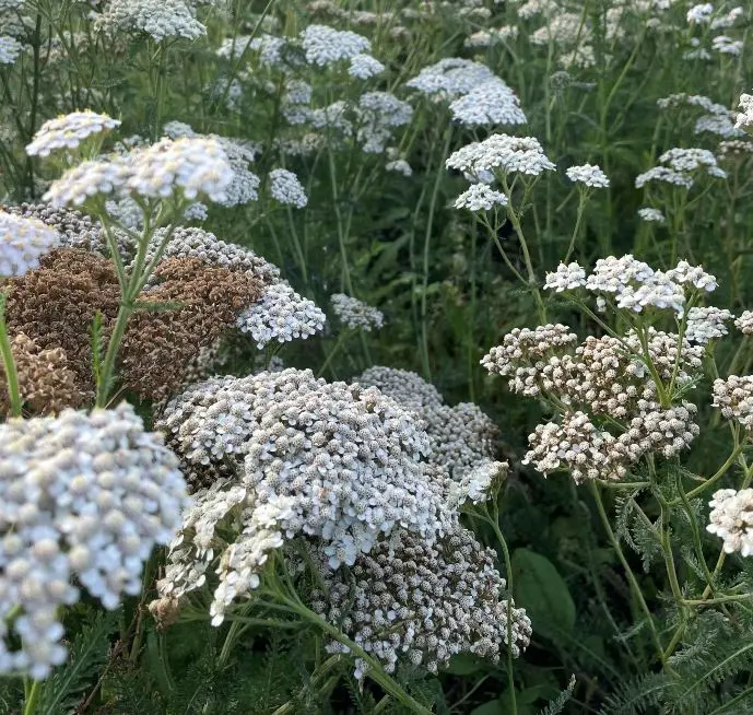 Achillea millefolium Pot P14 cm