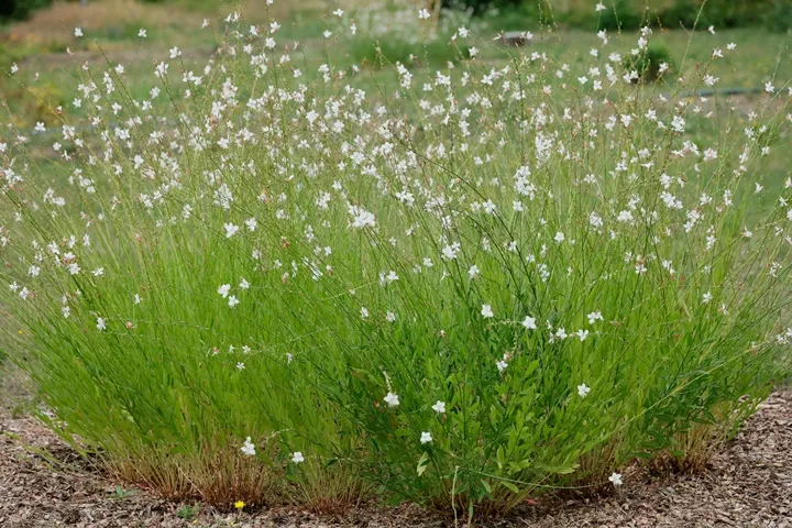 [136695] Gaura lindheimeri Butterfly White Pot P17 - C2L