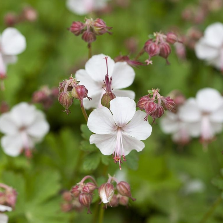 [126134] Geranium cantabrigiense Saint Ola Pot C2L - Vivace