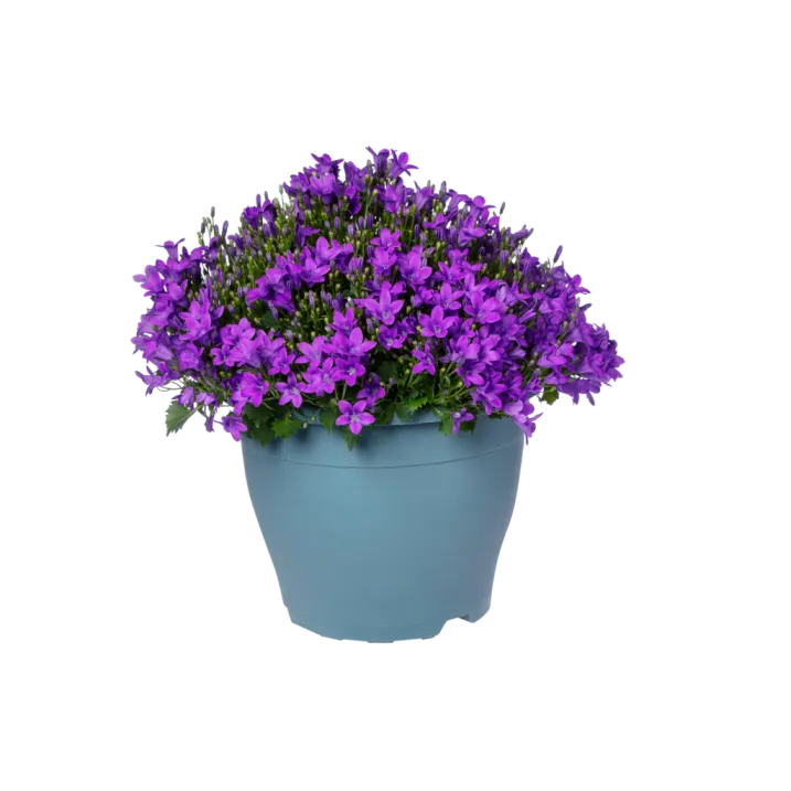 [130566] Campanula portenschlagiana Pot P23 cm = muralis