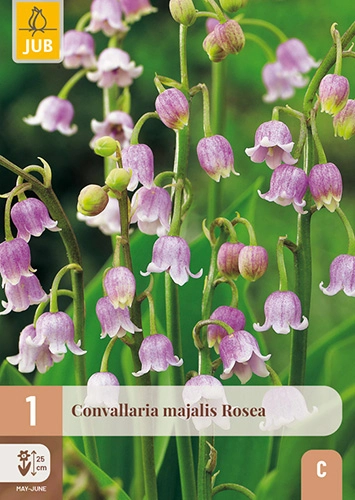 Convallaria Majalis Rosea * 1 Pc ** Muguet rose Vivace **