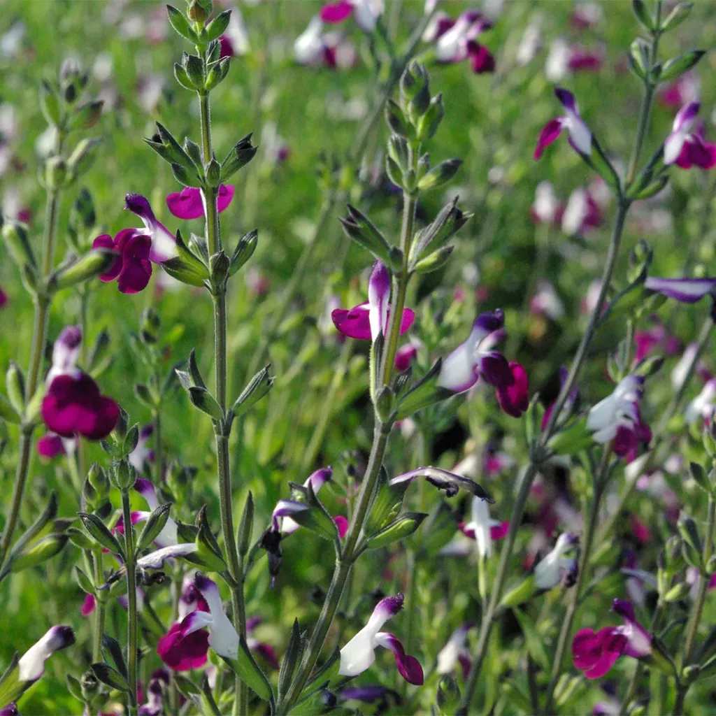 [133941] Salvia Mycrophilla Amethyst Lips Pot P19