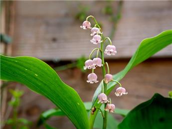 Convallaria majalis Rosea P9 - muguet rose vivace