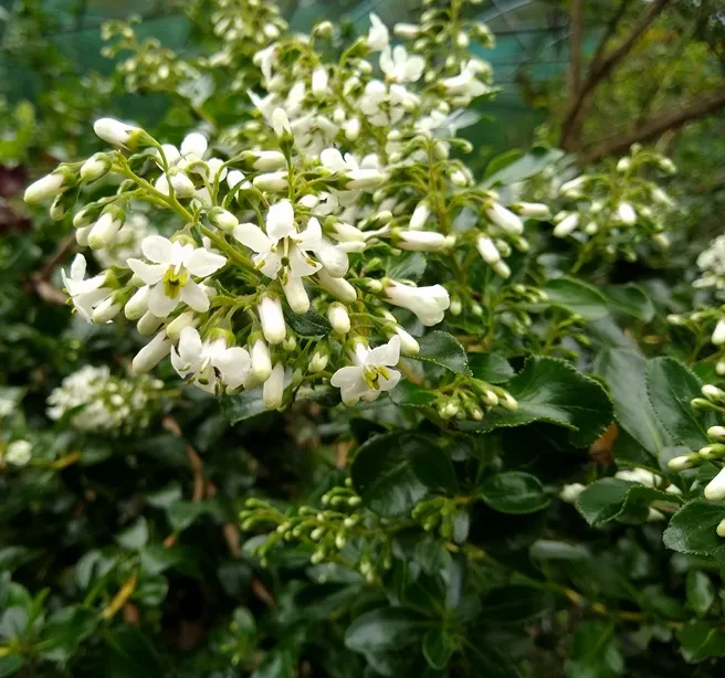 Escallonia Iveyii Pot C3