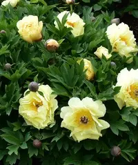 Paeonia itoh Garden Treasure Pot C5 ** Pivoine **