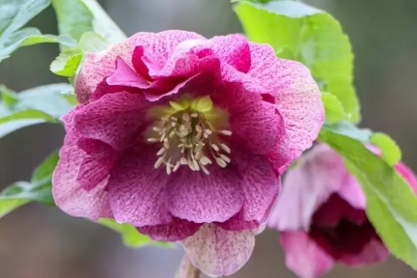 Helleborus Viv® Laura Pot P19 cm - Fl. rose foncé doubles