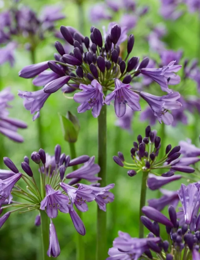 Agapanthus Poppin Purple Pot P22 cm ** Agapanthe **