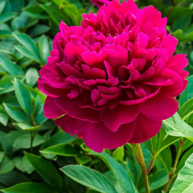 Paeonia lactifloa Paul M Wild pot C2
