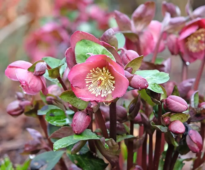 Helleborus Frostkiss® Anna’s Red Pot P15 cm * Rose de Noël pourpre
