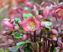 Helleborus Frostkiss® Anna’s Red Pot P15 cm * Rose de Noël pourpre