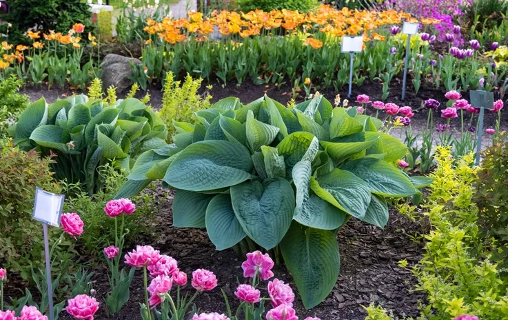[134651] HOSTA Empress Wu Pot P9
