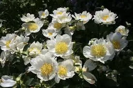 [135599] Paeonia lactiflora Jan van Leeuw Pot C5