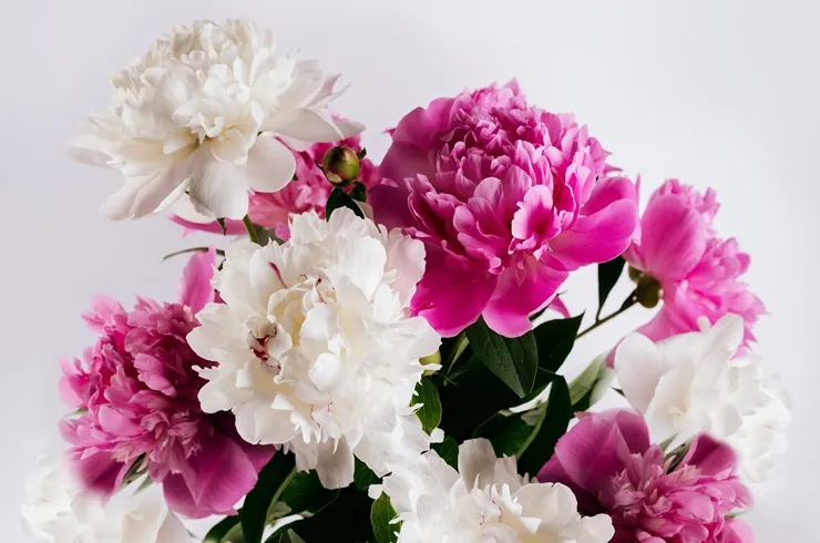[126366] Paeonia lactiflora Variées Pot P21 cm