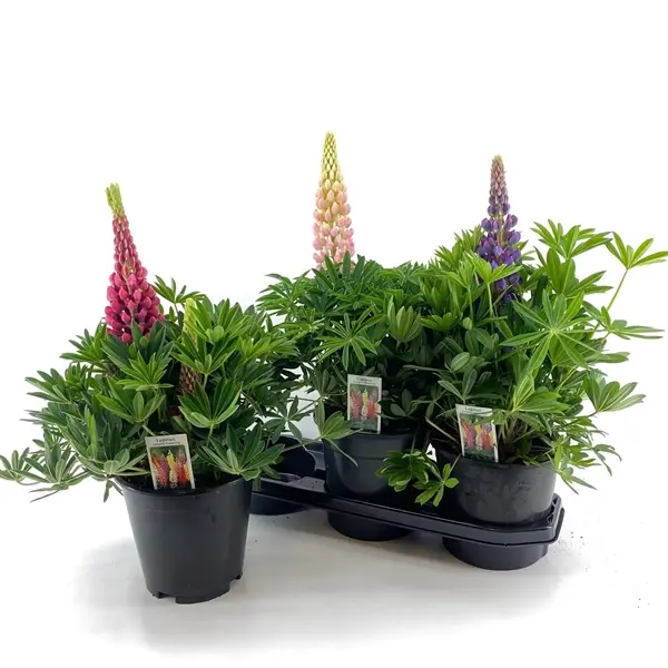 Lupinus Longlife Flowering Variés Pot P19