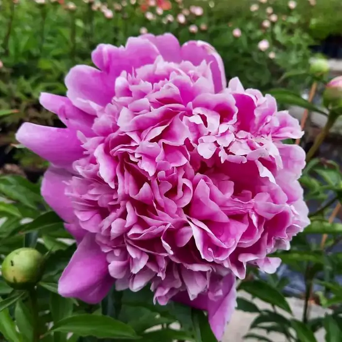 [107075] Paeonia lactiflora Monsieur Jules Elie Pot C5 ** Pivoine **