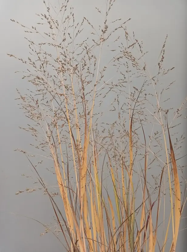Panicum virgatum Heavy Metal Pot C3 ** Panic érigé **