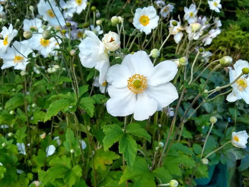 Anemone hupehensis Honorine Jobert Pot P9