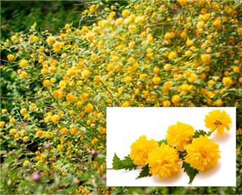 Centaurea montana Pot P12 ** Bleuet **