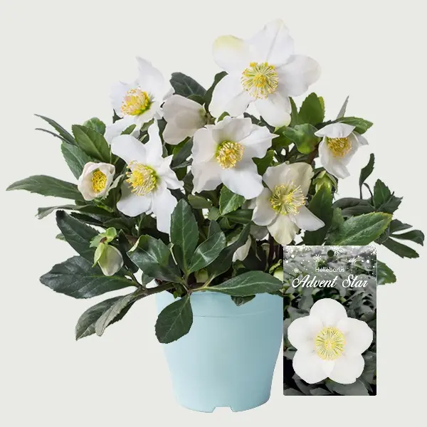 Helleborus niger Advent Star Pot P12 cm - Rose de Noël