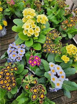 Primula Spéciale variés Pot P13 - Primevère vivace