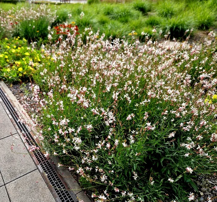 [133960] Gaura lindheimeri Snowbird Pot P19 - C3L
