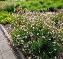Gaura lindheimeri Snowbird Pot P19 - C3L