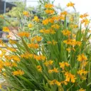 Crocosmia George Davidson Pot P19