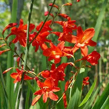 Crocosmia Red King Pot C2L - Montbretia