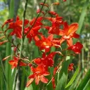 Crocosmia Red King Pot C2L - Montbretia