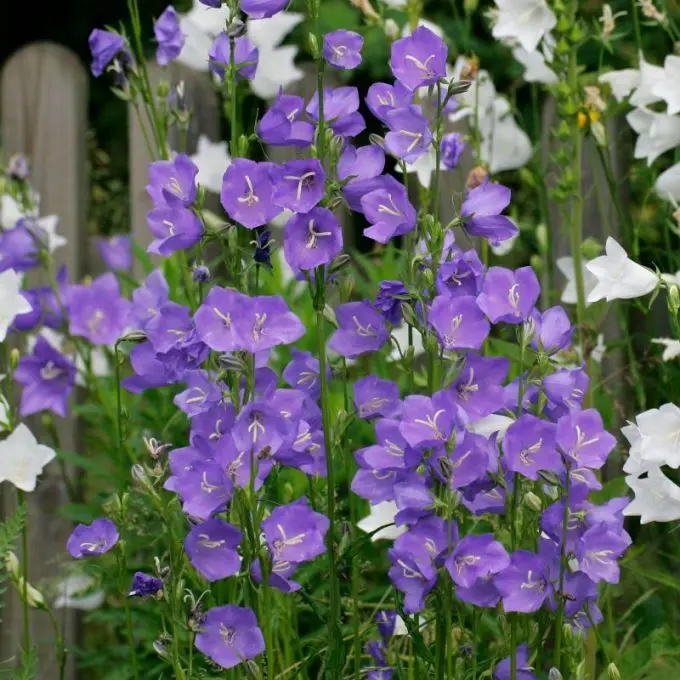 Campanula Takion Blue Pot P17
