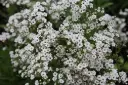 Gypsophila paniculata Starflakes Pot C2Litres