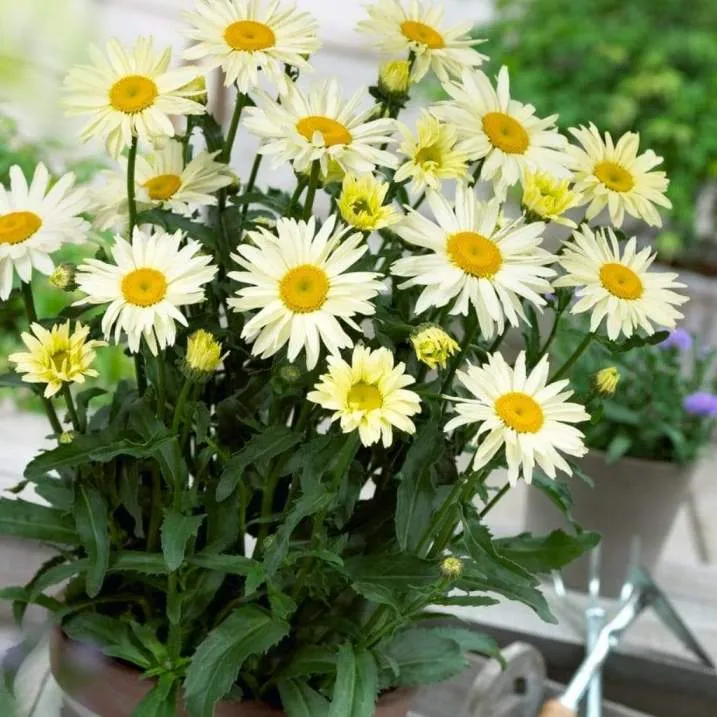 [126381] Leucanthemum Broadway P26 - Reine marguerite vivace