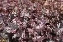 Heuchera Obsidian Pot C2Litres
