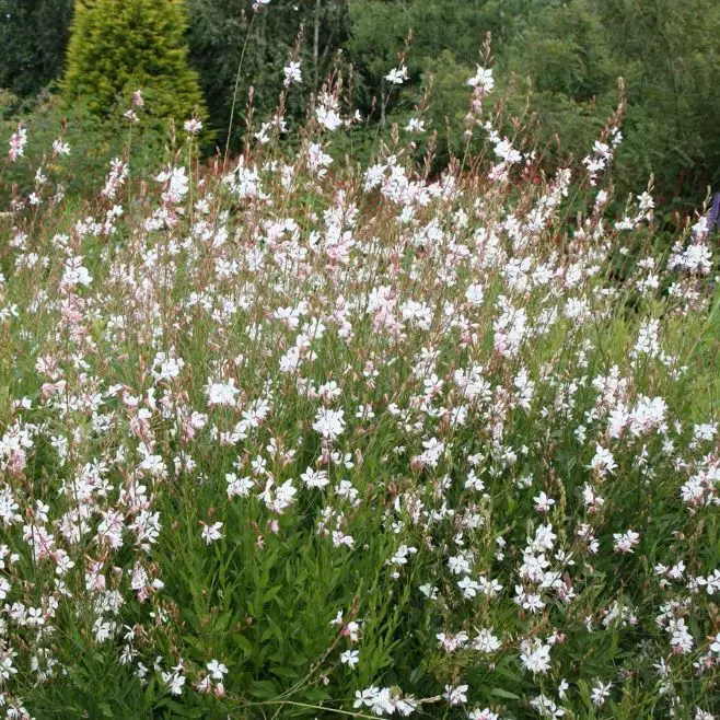 [104775] Gaura Gros Pot (W) variétés diverses Pot P19 - Blanc-Rose, Blanc pur ou Rose