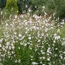 Gaura Gros Pot (W) variétés diverses Pot P19 - Blanc-Rose, Blanc pur ou Rose