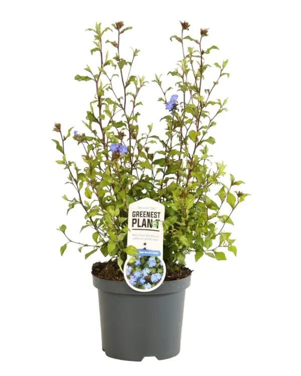 [127683] Ceratostigma Willmottianum Pot C3Litres